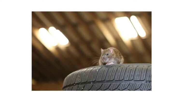 How to Keep Rats Mice Out of Your Garage